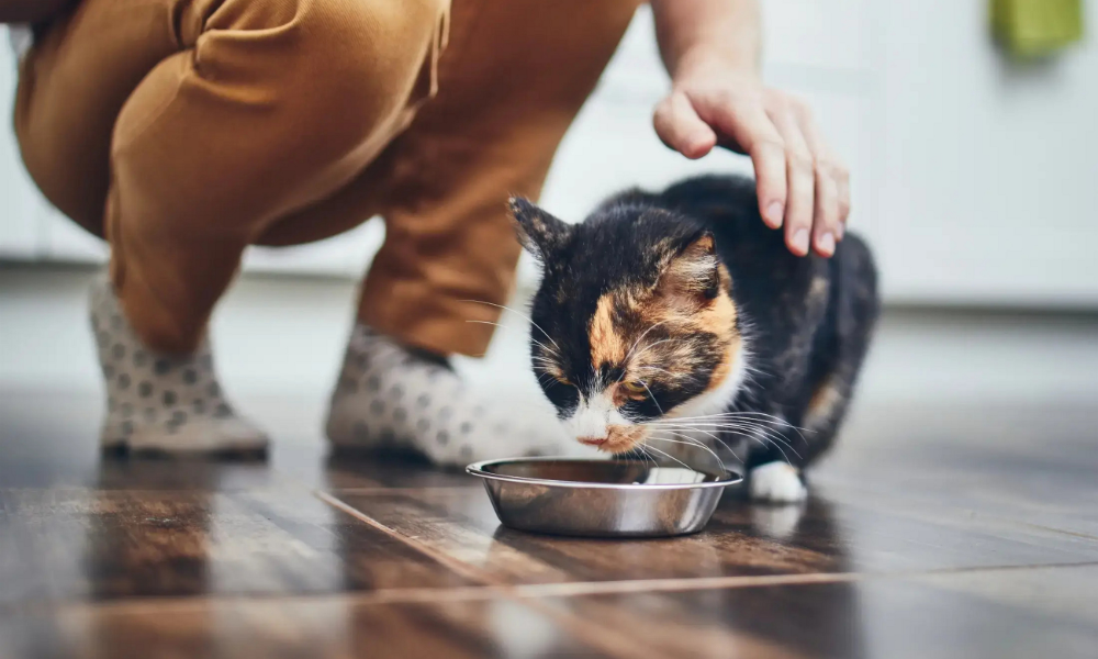 PET FEEDING ESSENTIALS GUIDE