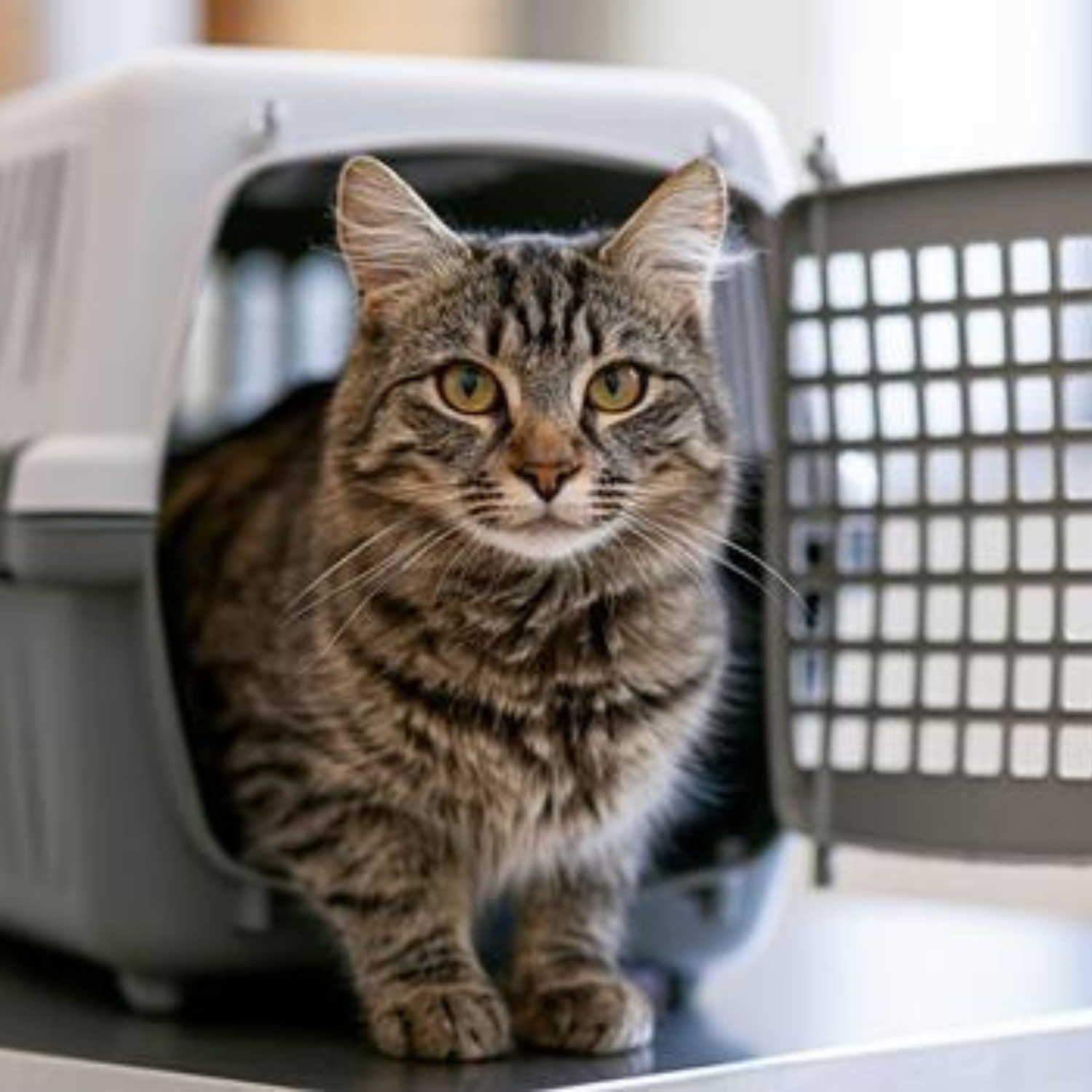 Pet Carriers