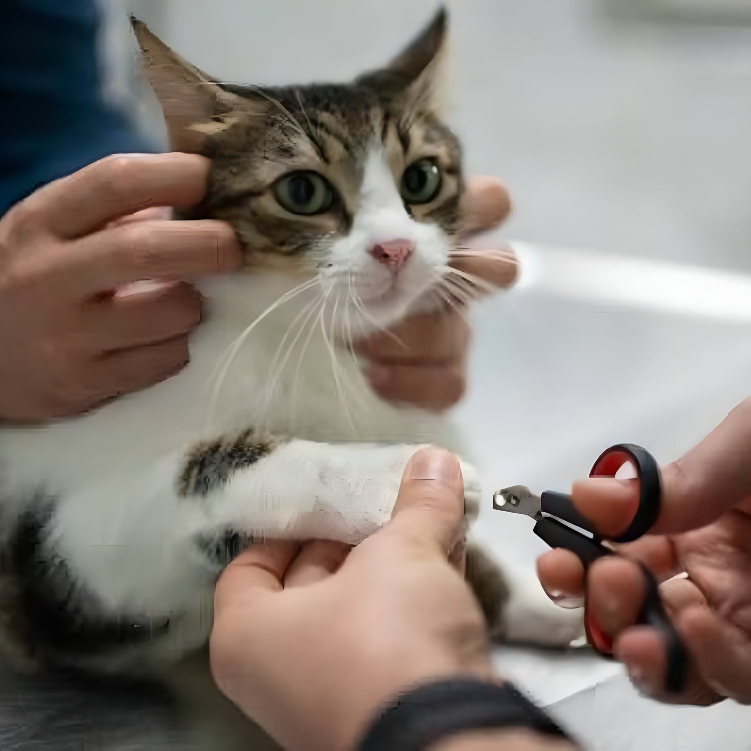Pet Grooming